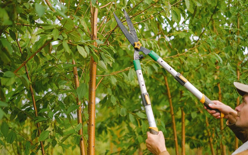 Tree trimming in Sandy, OR